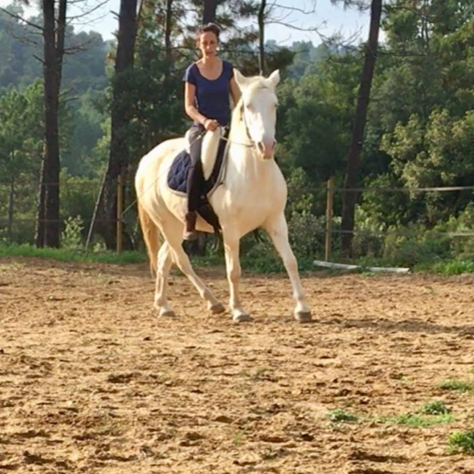 Pension travail du cheval - d&eacute;bourrage/dressage