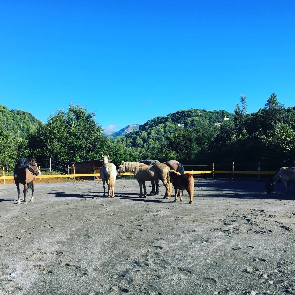 Pension travail du cheval - d&eacute;bourrage/dressage