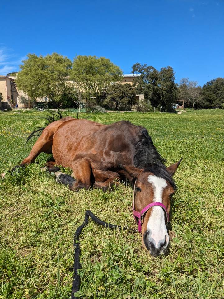 Pension retraite et &eacute;levage dans le sud de la France