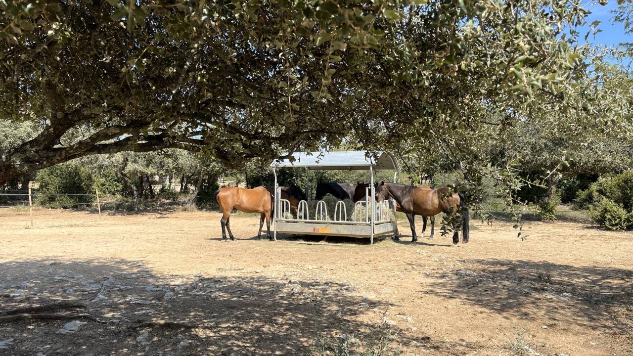 Pension retraite et &eacute;levage dans le sud de la France