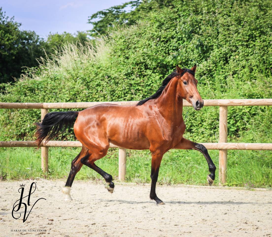 Pouliche de 3 ans par Vitalis x Apache 