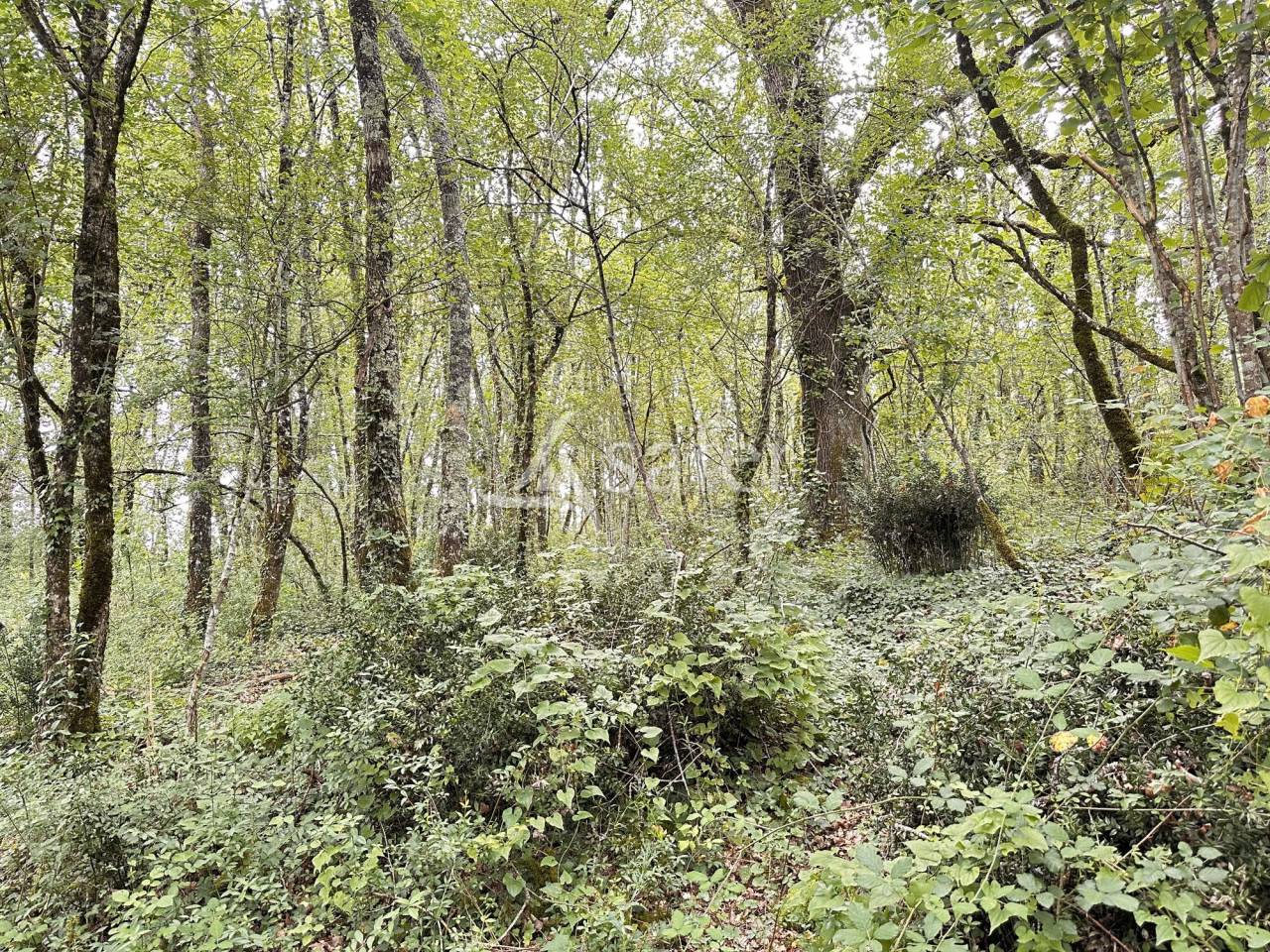 Propri&eacute;t&eacute; avec g&icirc;te sur 4ha