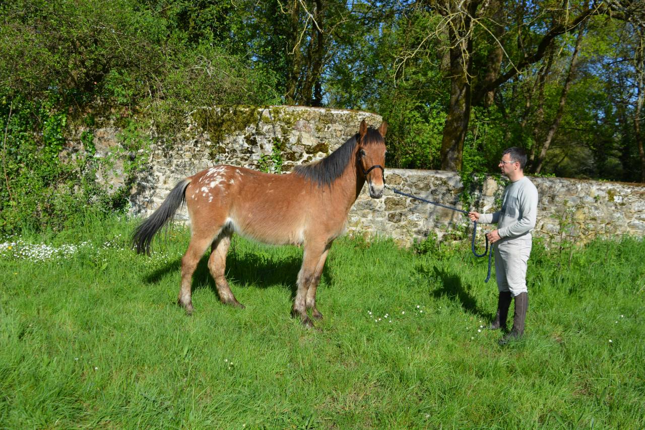 Très beau poney 145 cm porteur 