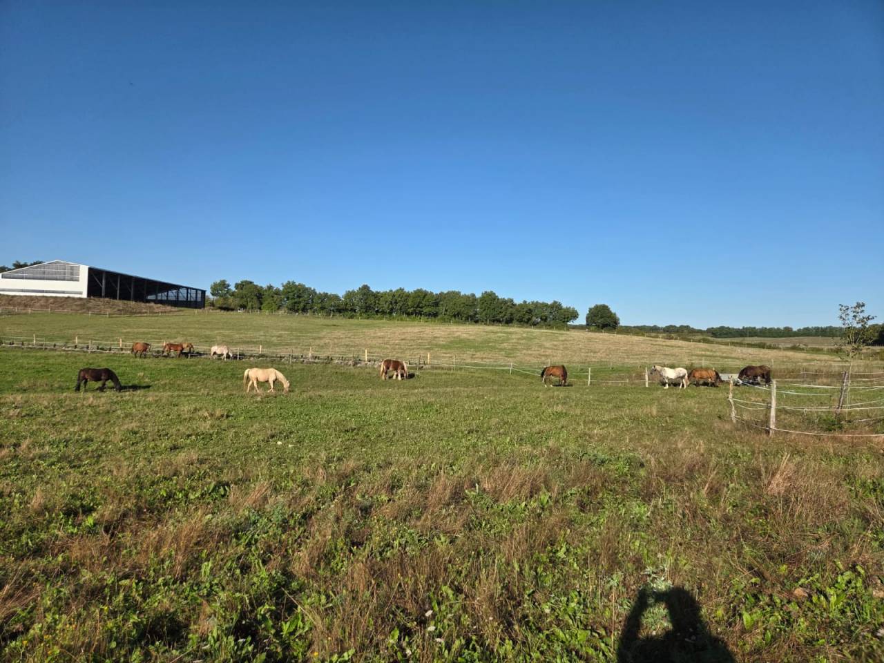 Ecurie de propiétaire / pension chevaux