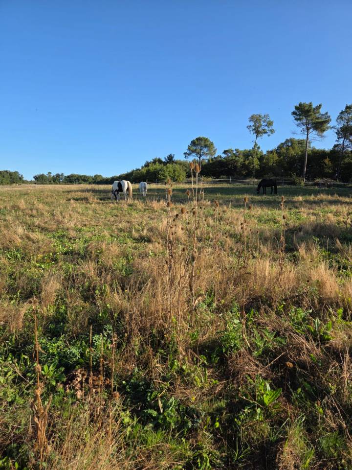 Ecurie de propiétaire / pension chevaux