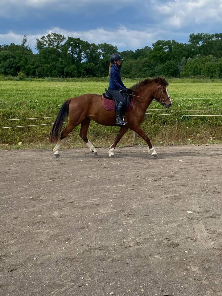 hongre Franches Montagnes 4 ans