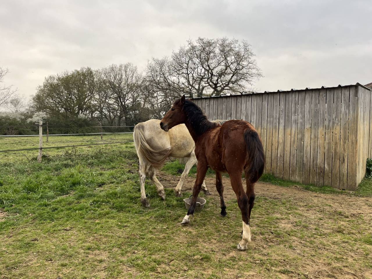 Pouliche par ALLROAD 2000Z et Ultimo Van Ter Moude