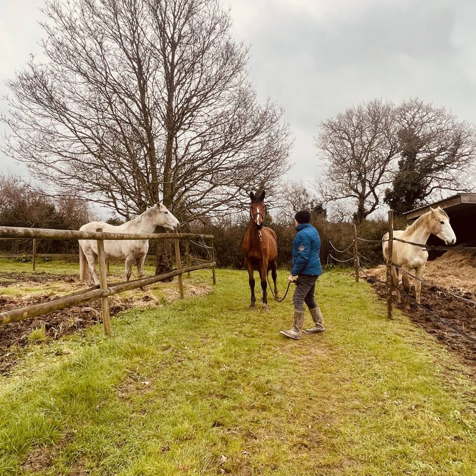 Pouliche par ALLROAD 2000Z et Ultimo Van Ter Moude