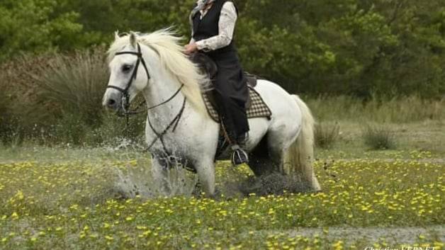 Etalon Elite Camarguais : Esprit du Mas - saillie PP/OC