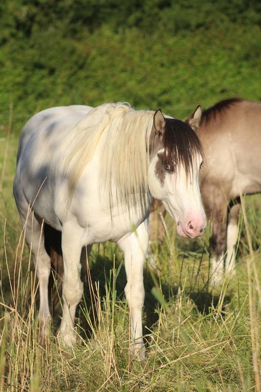 Saillie et IA paint horse grullo tobiano EETTDD 