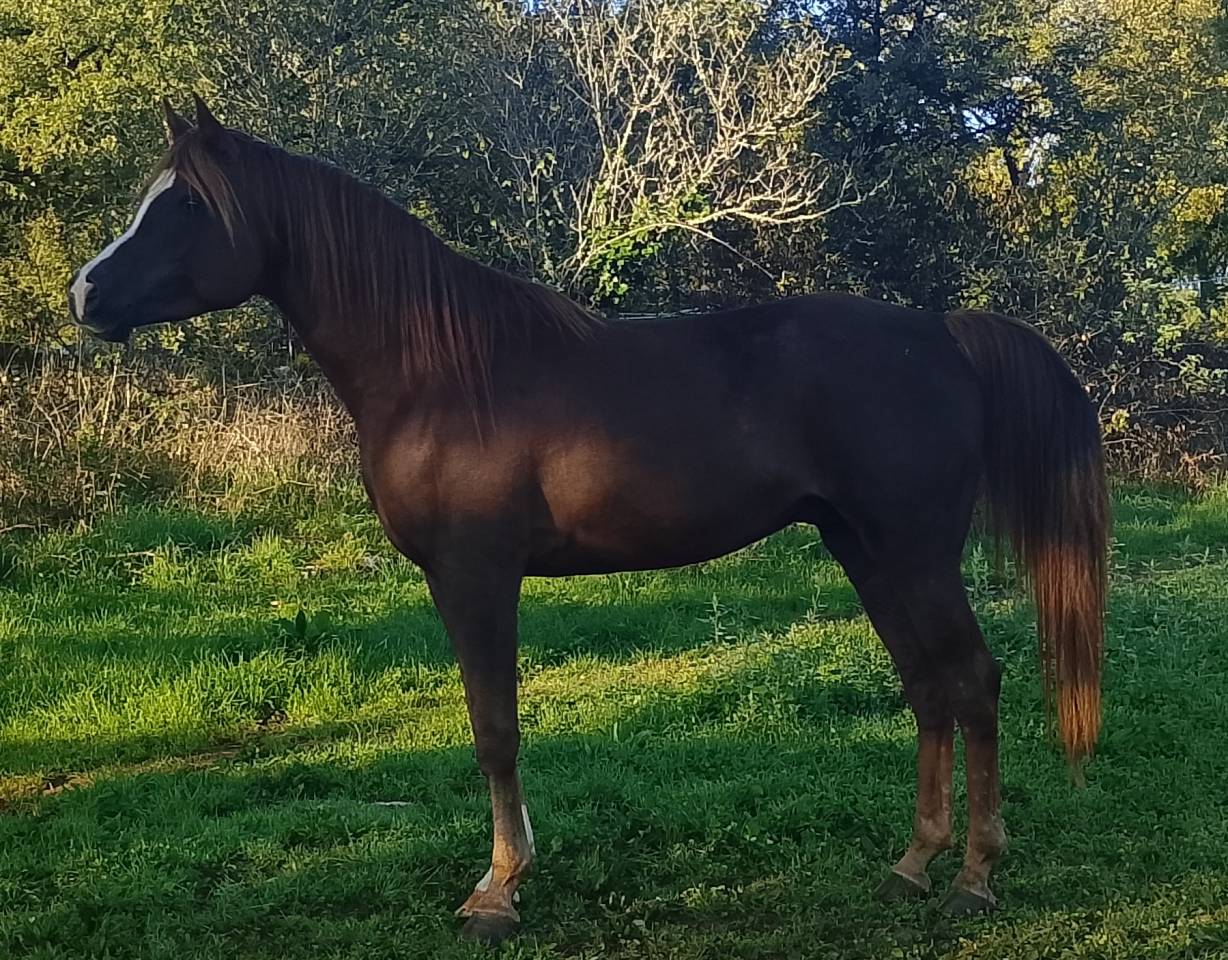 Light my fire - Saillie pur sang arabe 