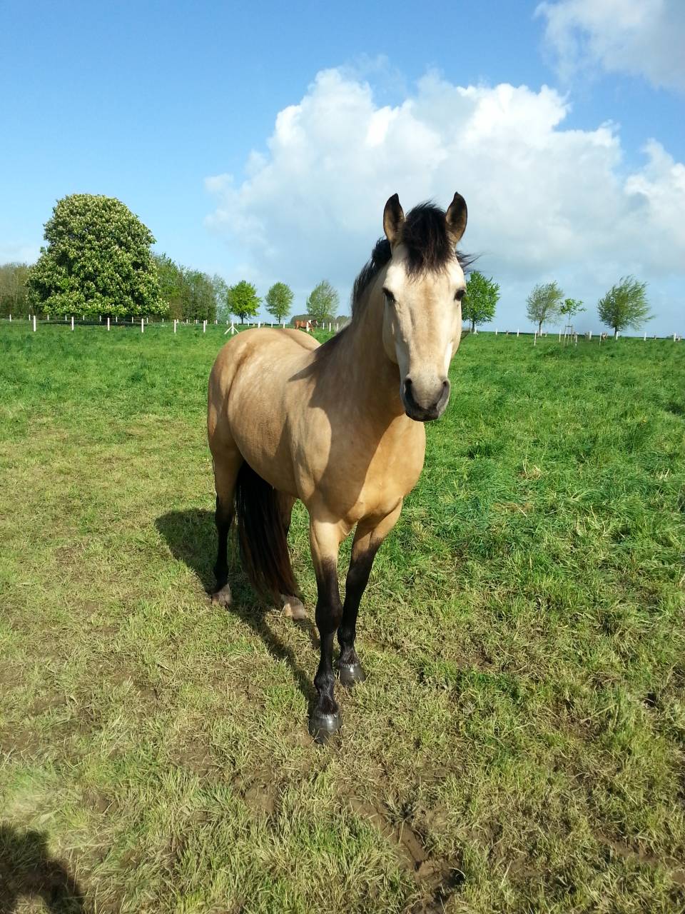 Propose ETALON pour SAILLIR ponette / jument en liberté
