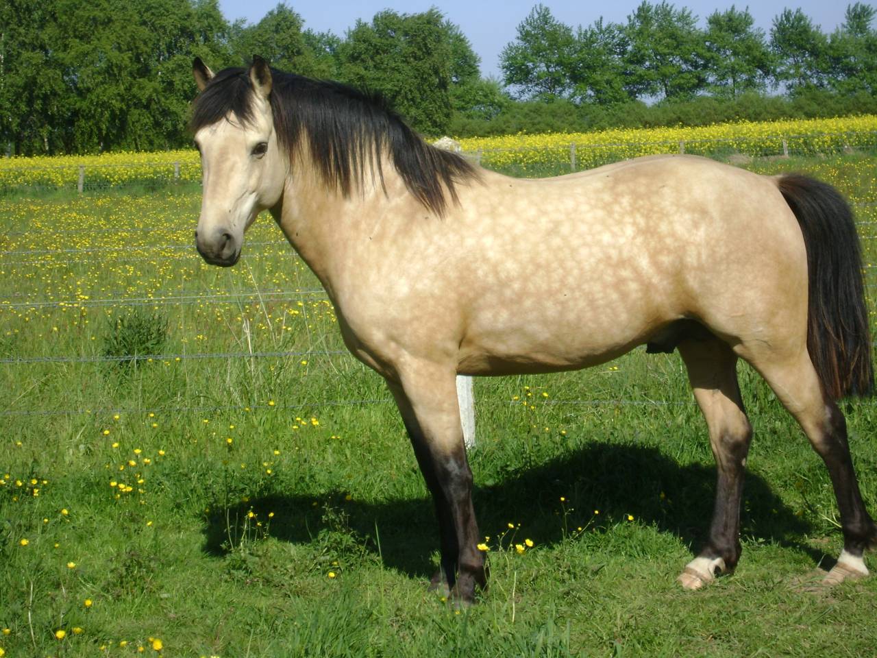 Propose ETALON pour SAILLIR ponette / jument en liberté