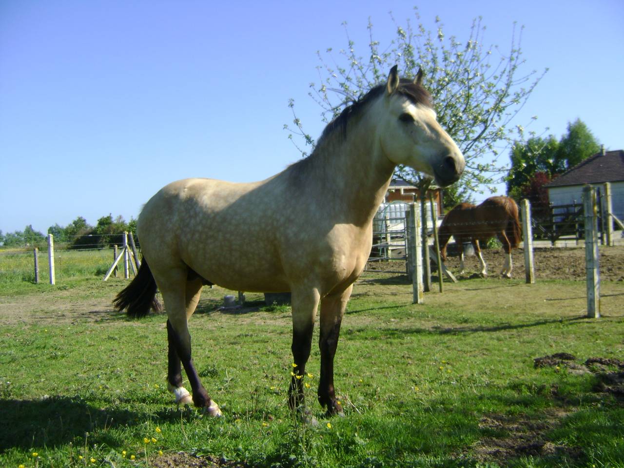 Propose ETALON pour SAILLIR ponette / jument en liberté