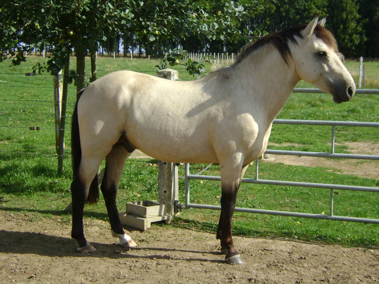 Propose ETALON pour SAILLIR ponette / jument en liberté