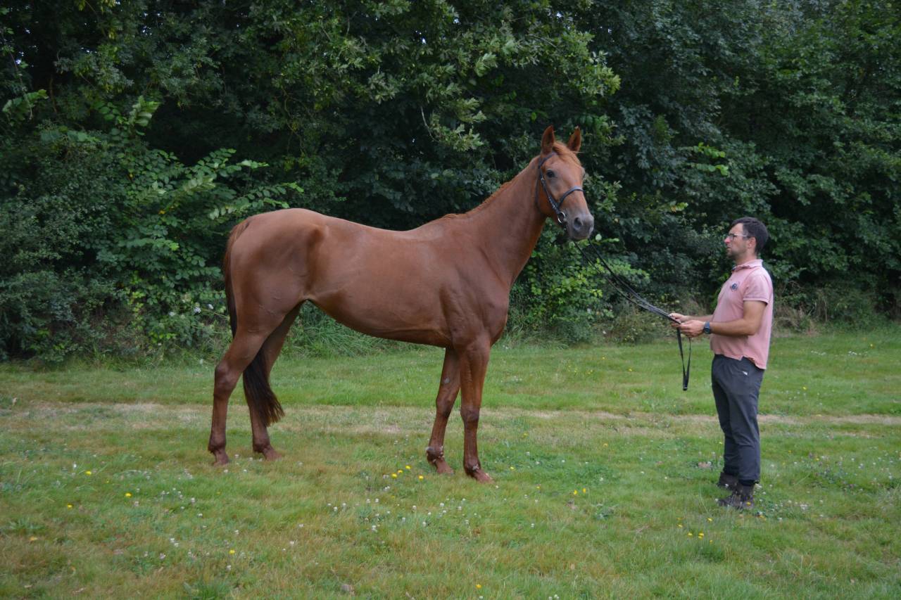 Belle jument idéal loisir