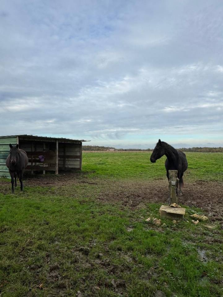 pensions chevaux/poneys 