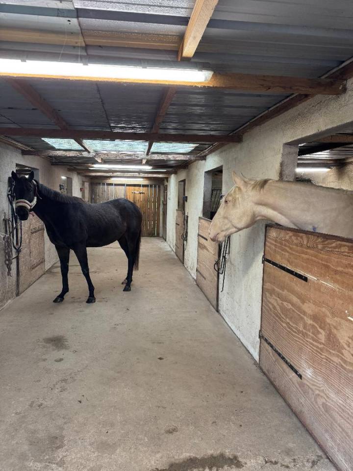 pensions chevaux/poneys 