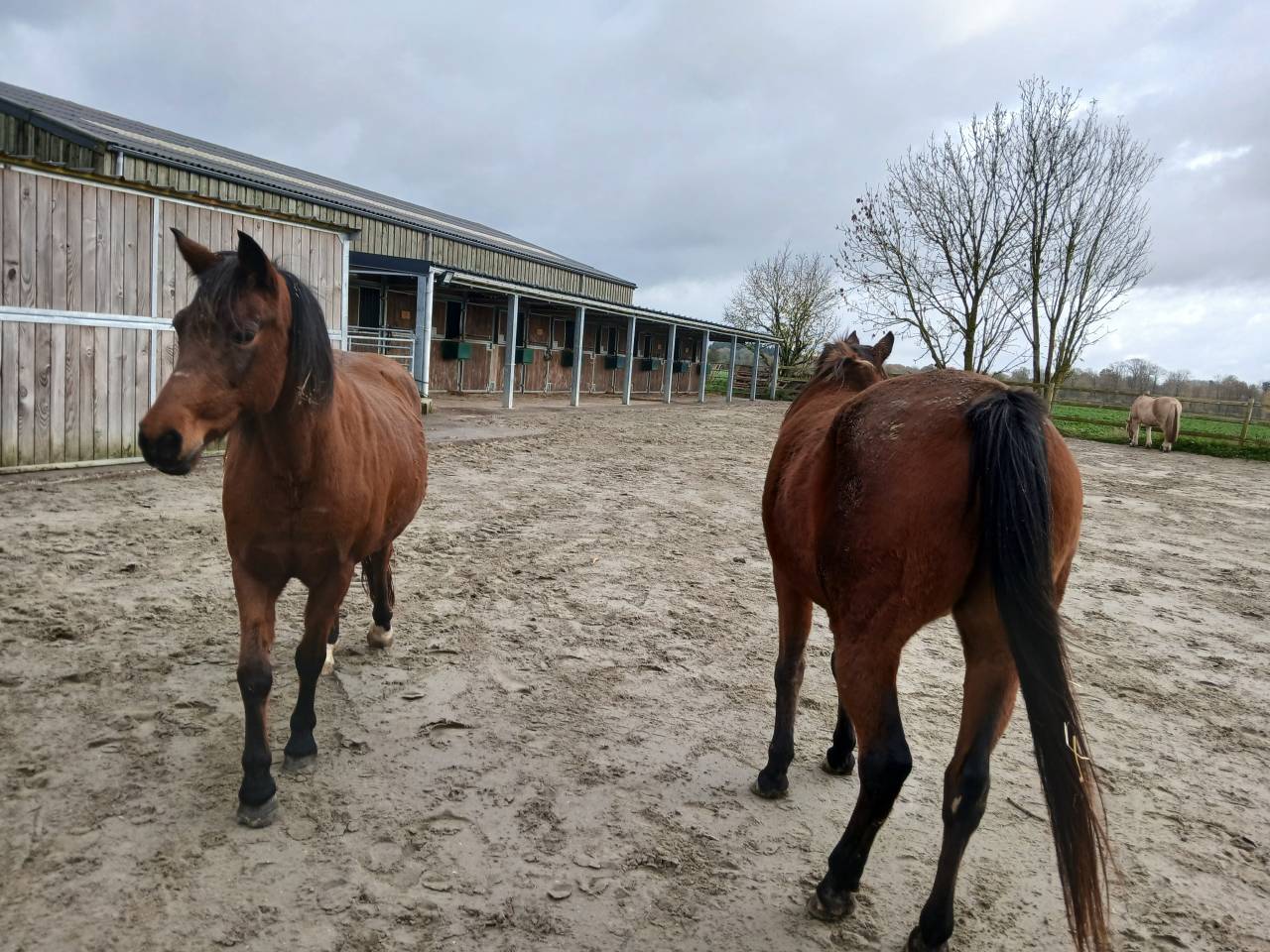 Pension sp&eacute;cialis&eacute;e pour vieux chevaux et 100% Bio