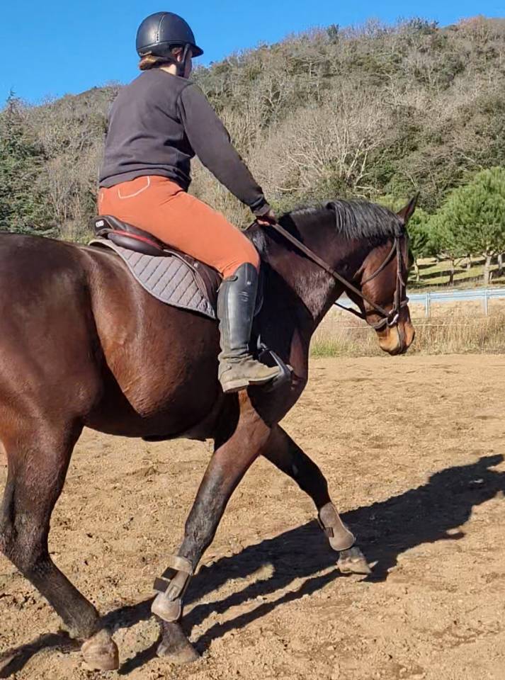 Cheval de sport Selle Francais