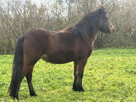 ponette Dartmoor PP confirmée pleine 