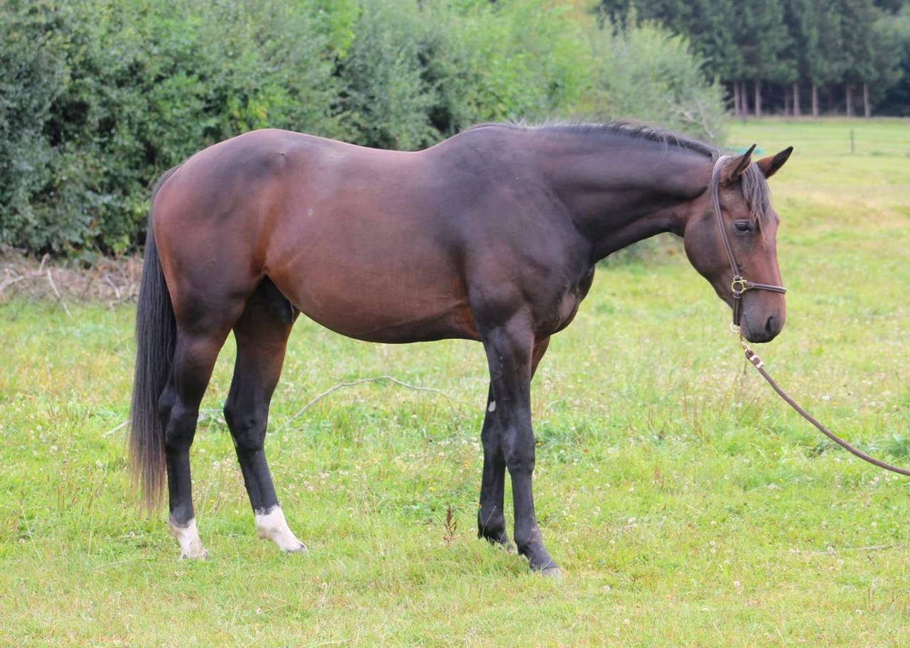 Superbe 2,5 ans par Dollar du Rouet