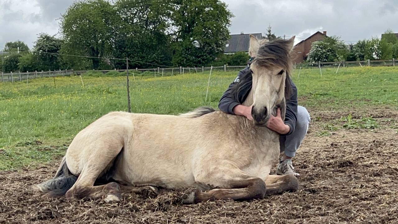 ❤️Adorable pouliche Lusitano ❤️