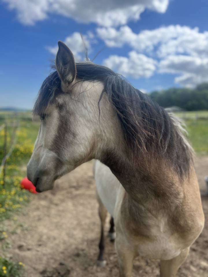 ❤️Adorable pouliche Lusitano ❤️