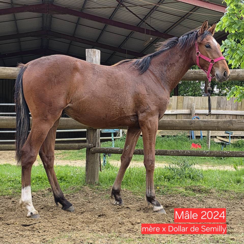 KELAMOUR DE L'OZANCE SFO