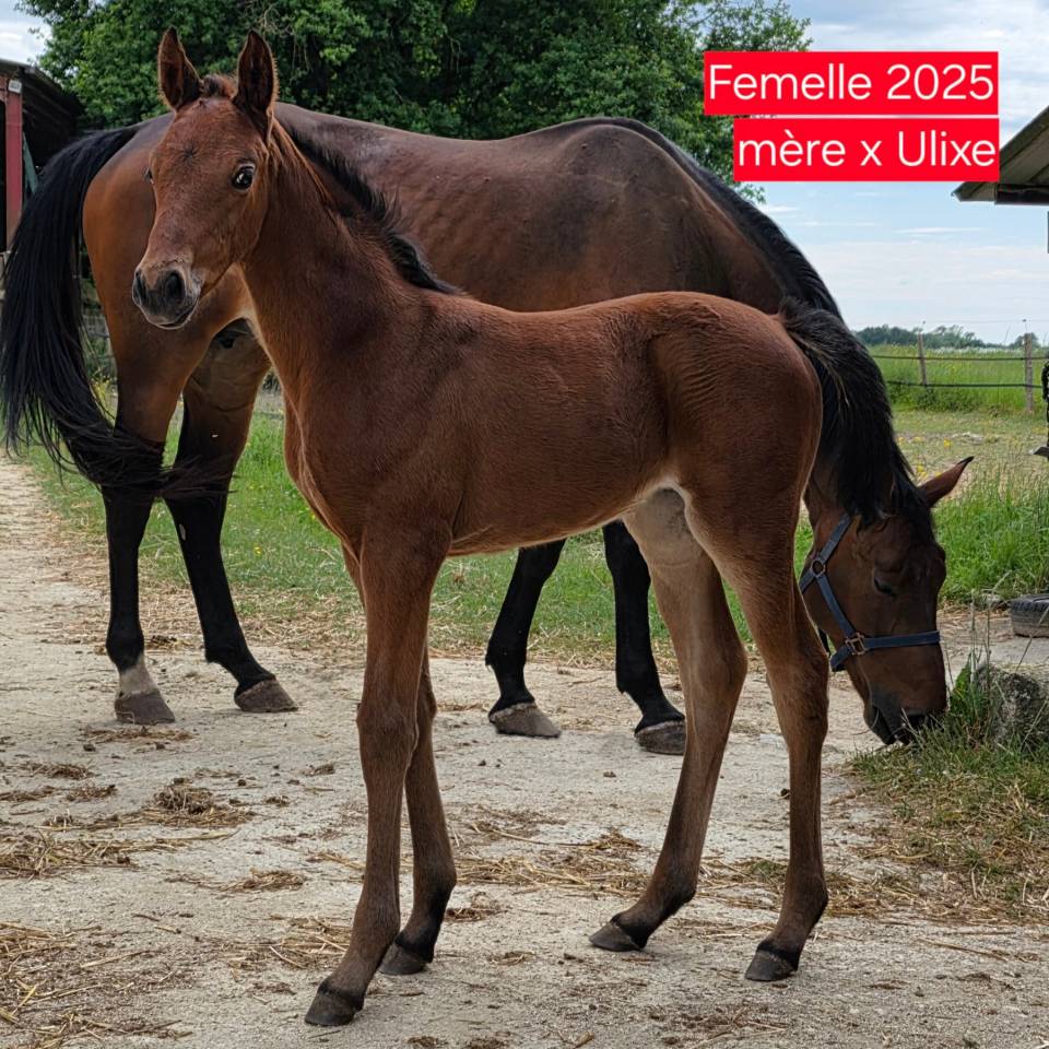 KELAMOUR DE L'OZANCE SFO