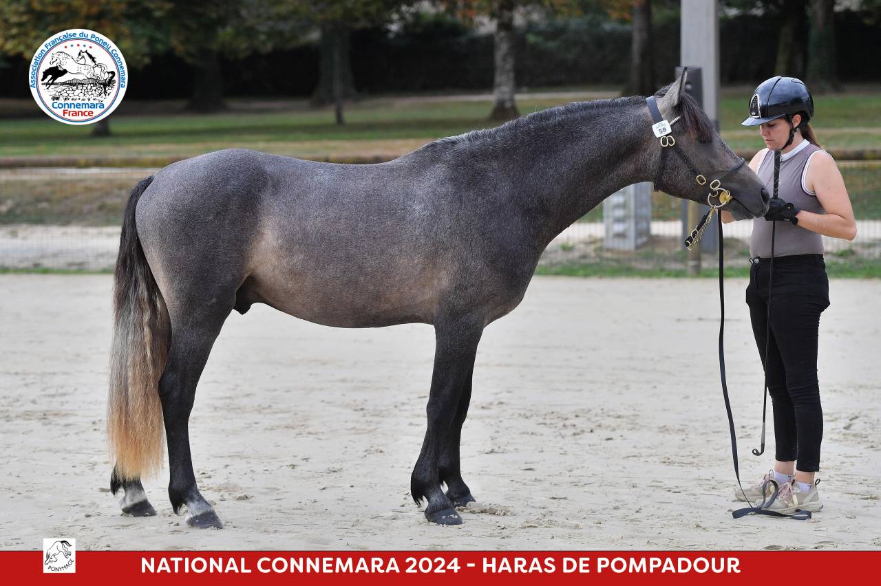 Mâle Connemara - Champion de France 2 ans Sport 