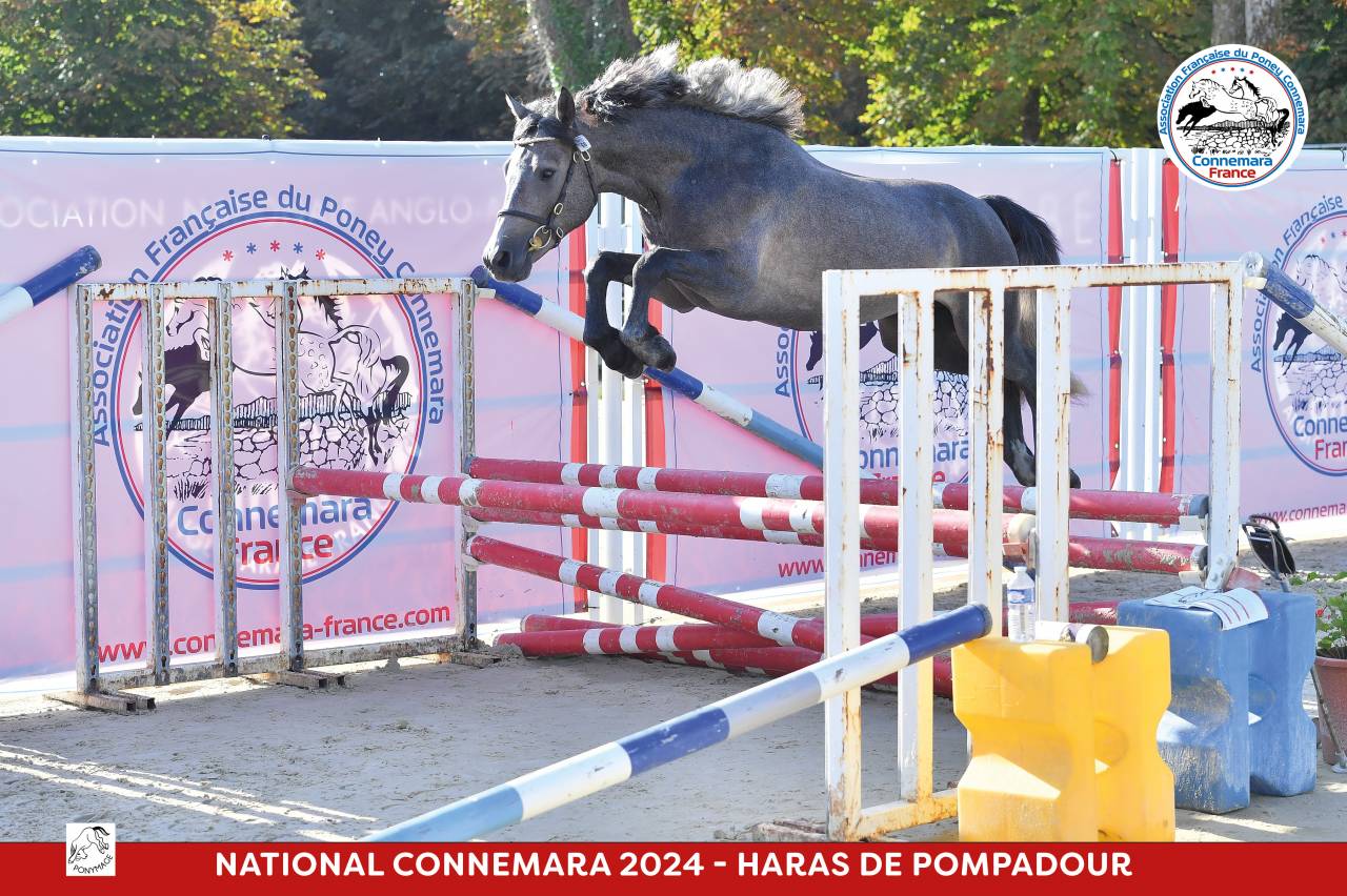 Mâle Connemara - Champion de France 2 ans Sport 