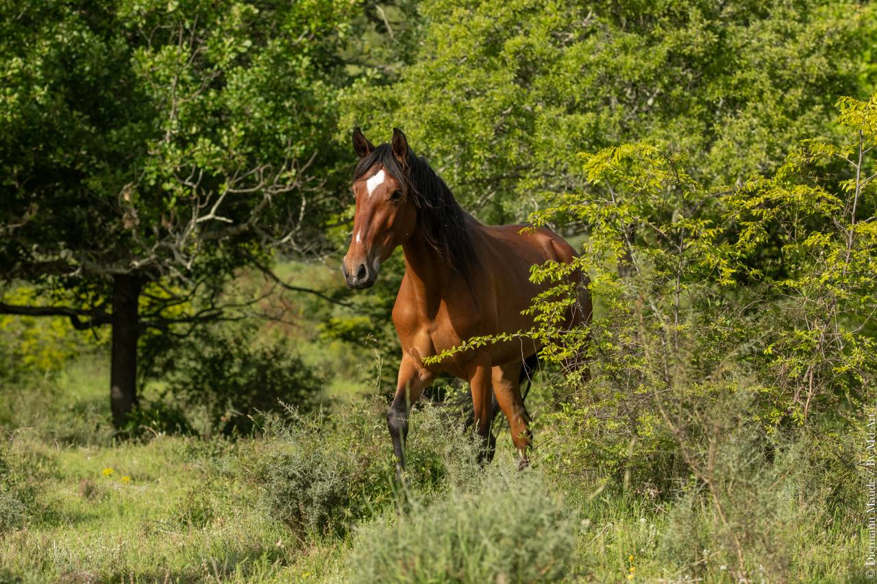 Jument Lusitanienne née en 2021