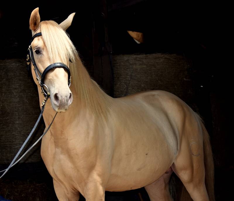 Etalon double pearl pour monte 2026