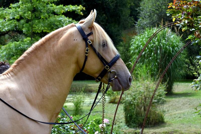 Etalon double pearl pour monte 2026