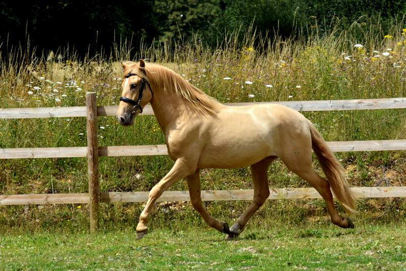 Etalon double pearl pour monte 2026