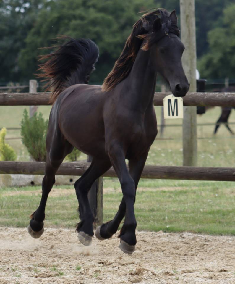 Superbe pouliche Frisone a vendre