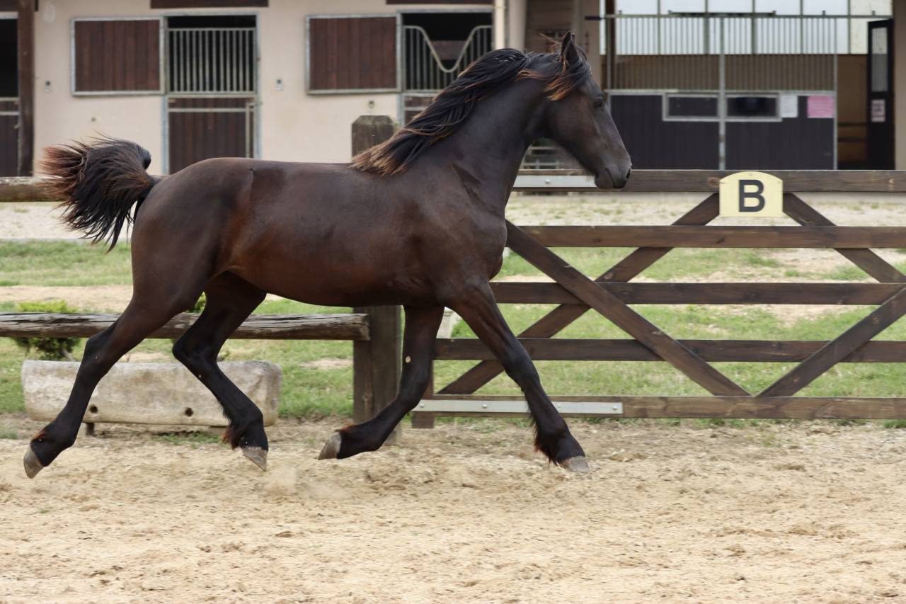 Superbe pouliche Frisone a vendre