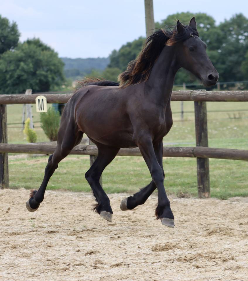 Superbe pouliche Frisone a vendre