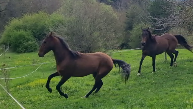 Karar, petit joyau bai doré, PS Akhal Téké