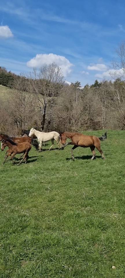 Karar, petit joyau bai dor&eacute;, PS Akhal T&eacute;k&eacute;