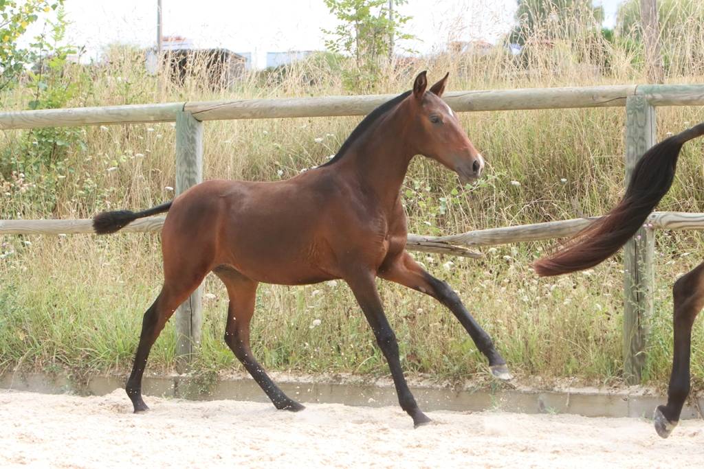 Pouliche Cruzado née en 2024