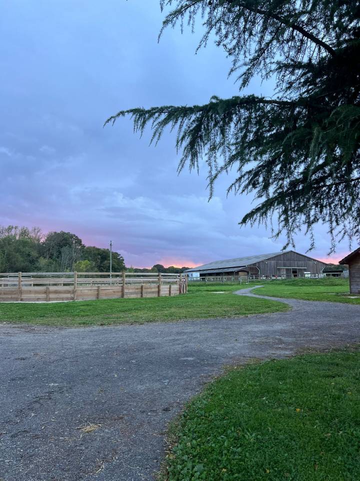 Haras Bor&eacute;al - &Eacute;curies Laura Saine