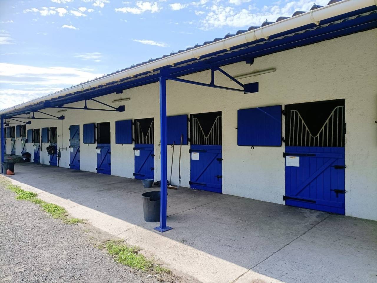 Haras Bor&eacute;al - &Eacute;curies Laura Saine