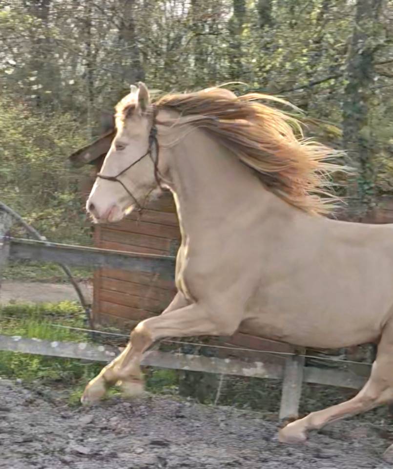 PRE / Hongre / 8 ans / Perlino / 160cm