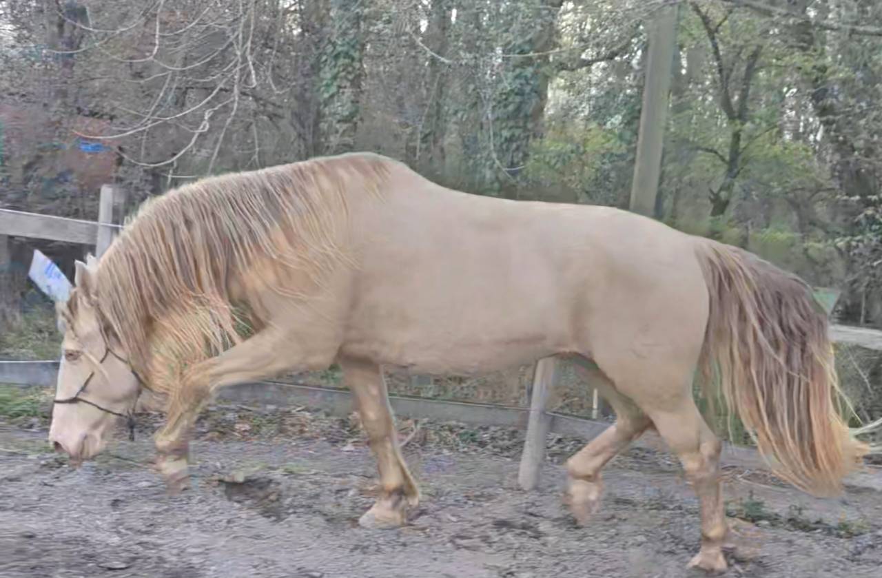 PRE / Hongre / 8 ans / Perlino / 160cm