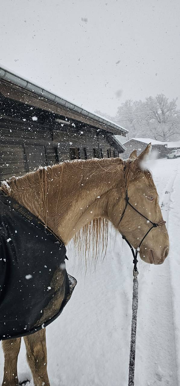 PRE / Hongre / 8 ans / Perlino / 160cm