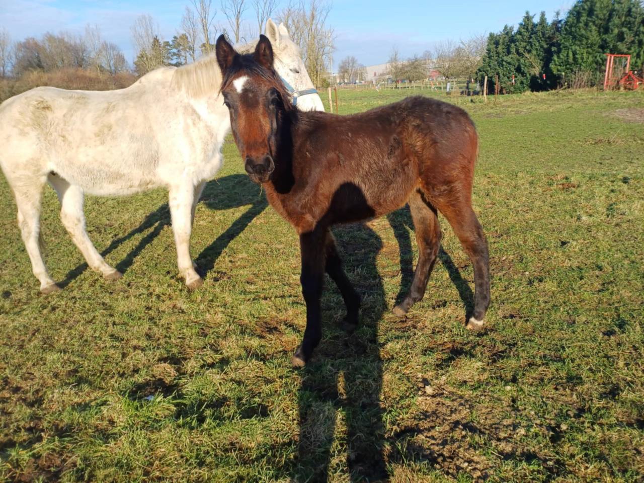 A vendre pouliche de 16 mois de Commilf'Oh