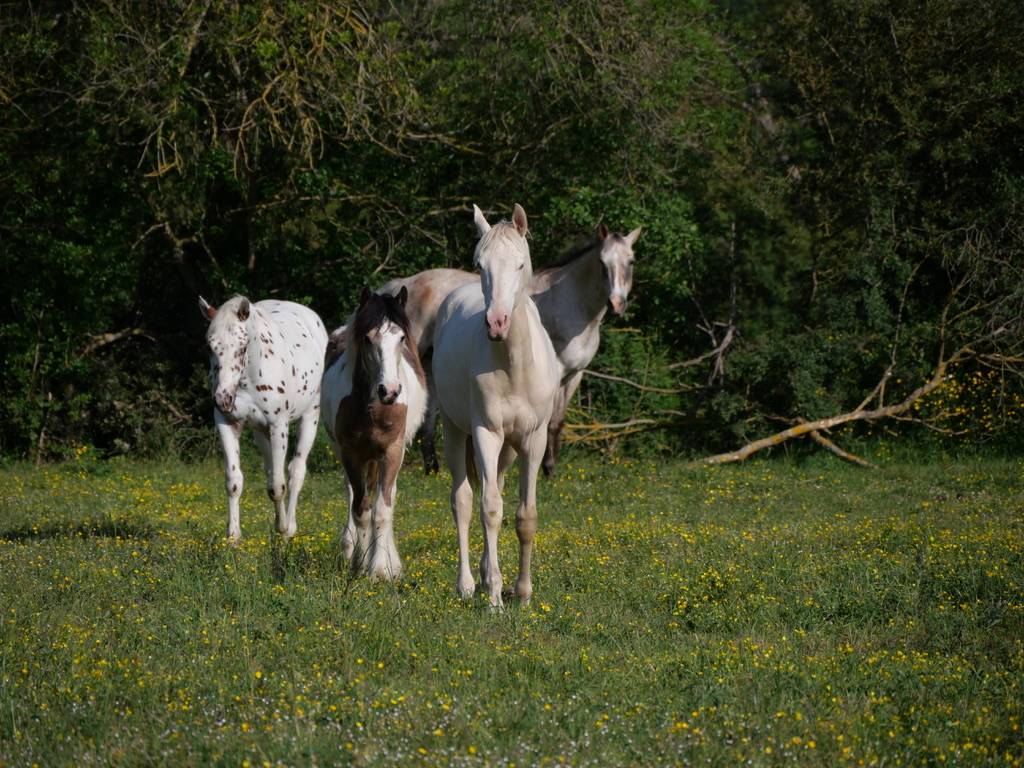Pension pour chevaux proche d'Angers