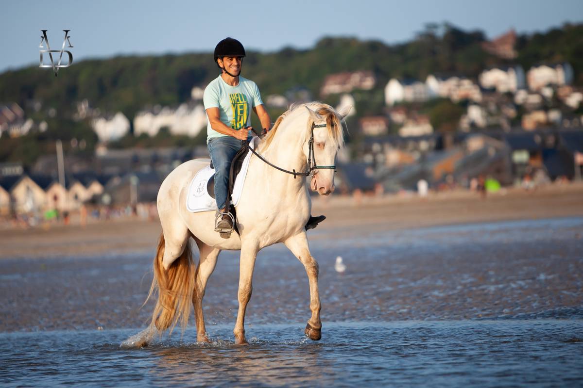 Cheval Pure Race Espagnole 3 ans crème + perle